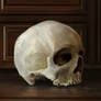 Still Life Study skull