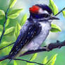 Layer Paint Downy Woodpecker