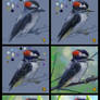 Downy Woodpecker Paint Process