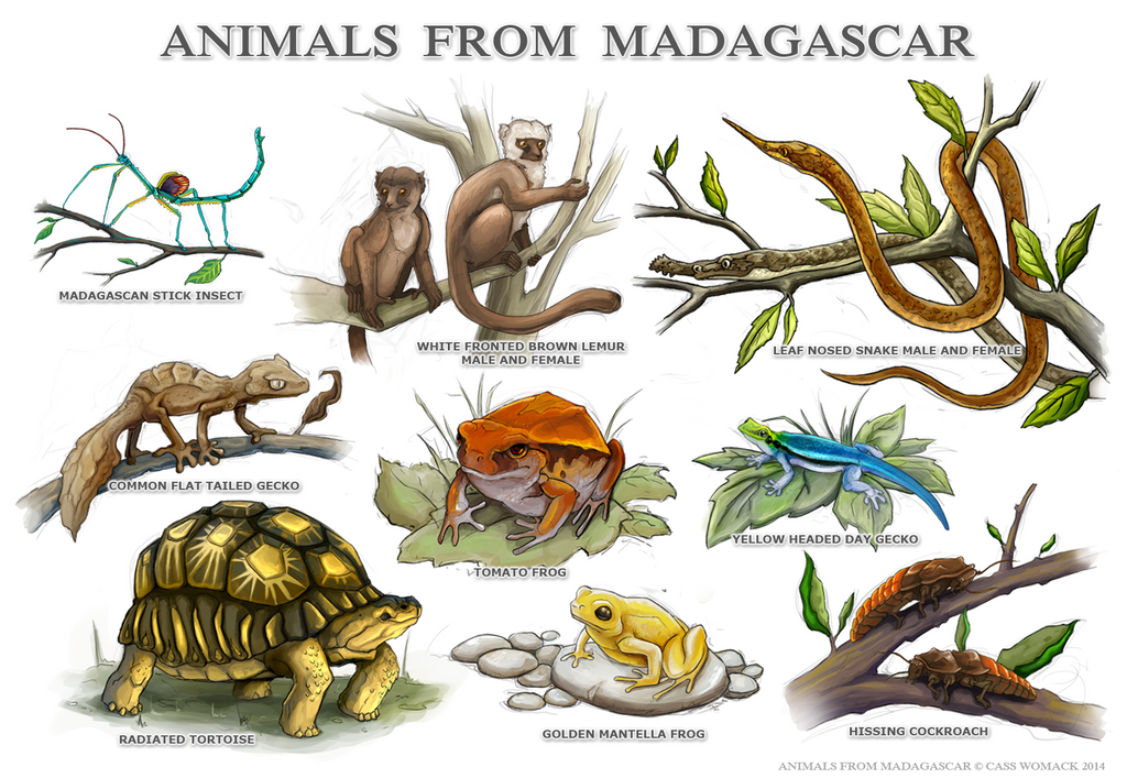 Animals from Madagascar by charfade on DeviantArt