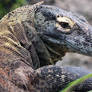 Komodo dragon