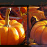Pumpkin study