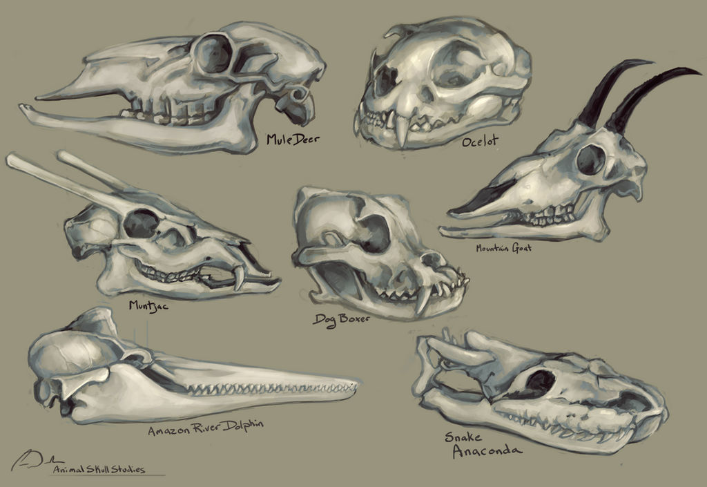 Animal Skulls Study by charfade on DeviantArt Animal Skulls Study by charfade on DeviantArt