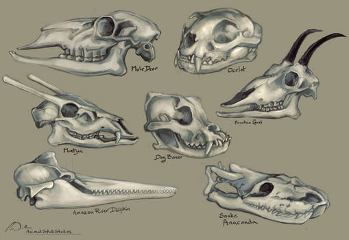 Animal Skulls Study