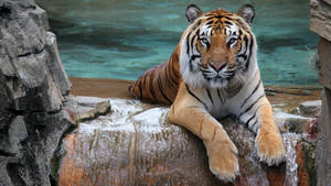 Siberian Tiger Wallpaper 1920x1080