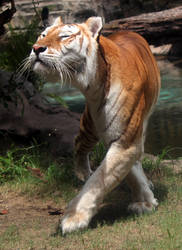 Happy Golden Siberian Tiger