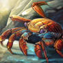 Sally Lightfoot Crab Adam