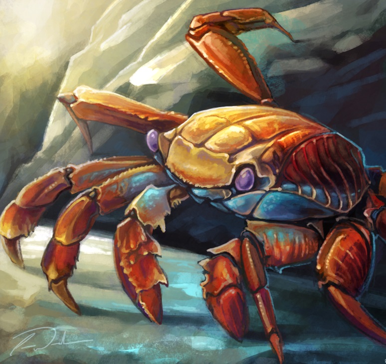 Sally Lightfoot Crab Adam