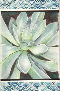 Pale succulent