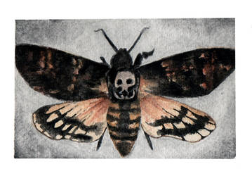 Death head moth