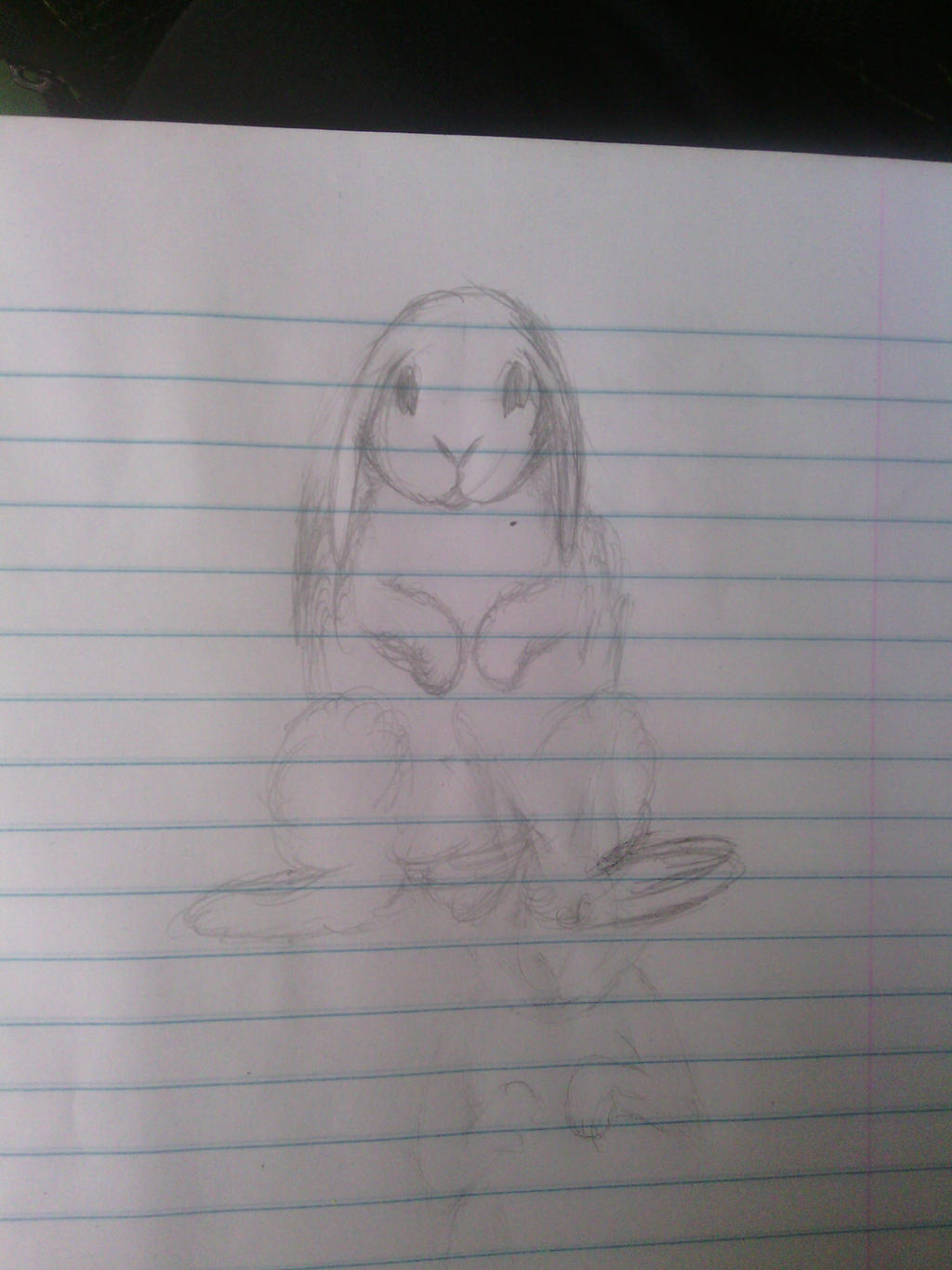 Mini-lop Sketch