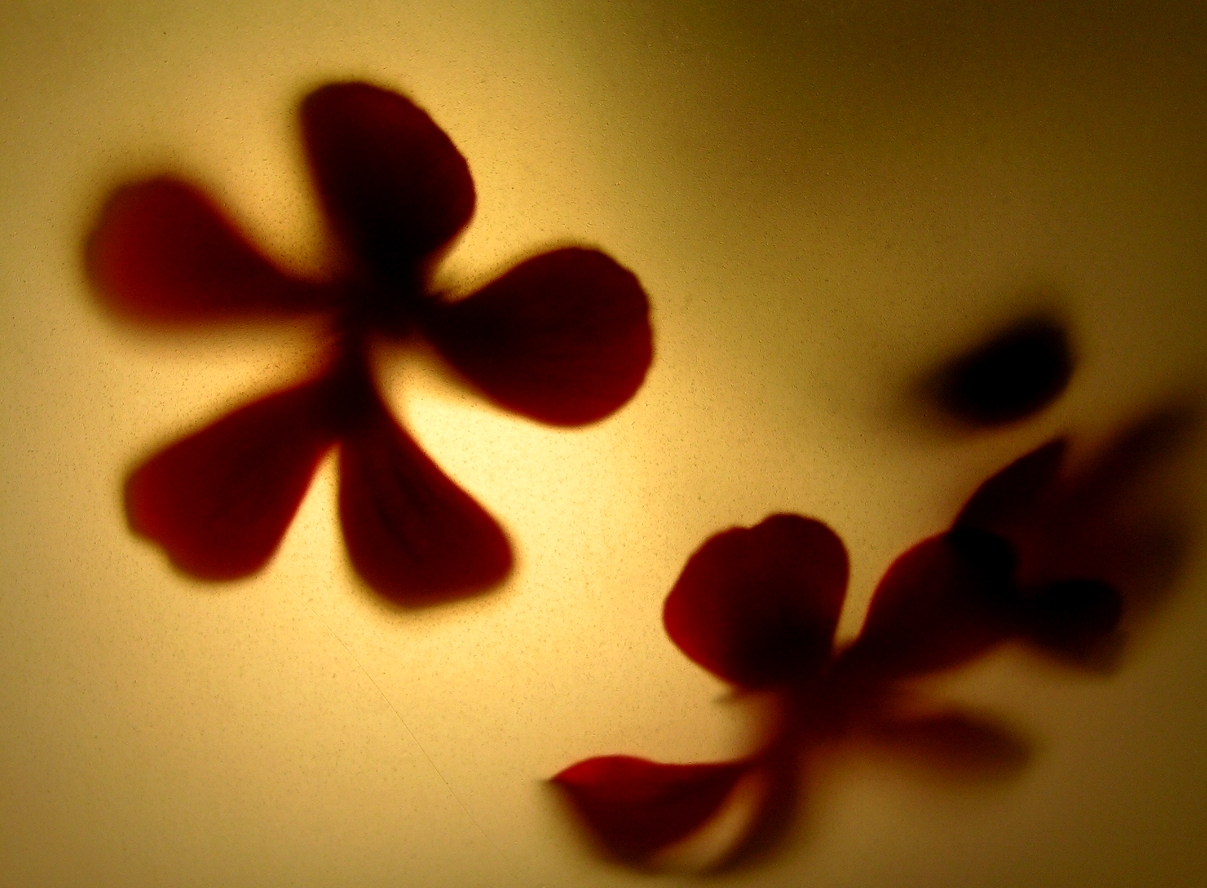 flowers2