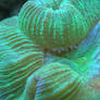 Metallic Green Trachyphyllia