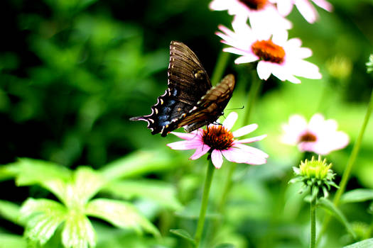 Butterflies in the Garden