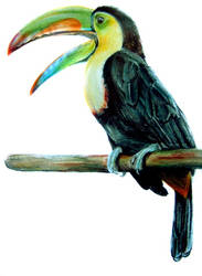 toucan