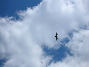 Bird in the Sky 1