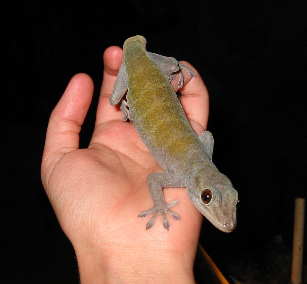 Golden Gecko pict 1