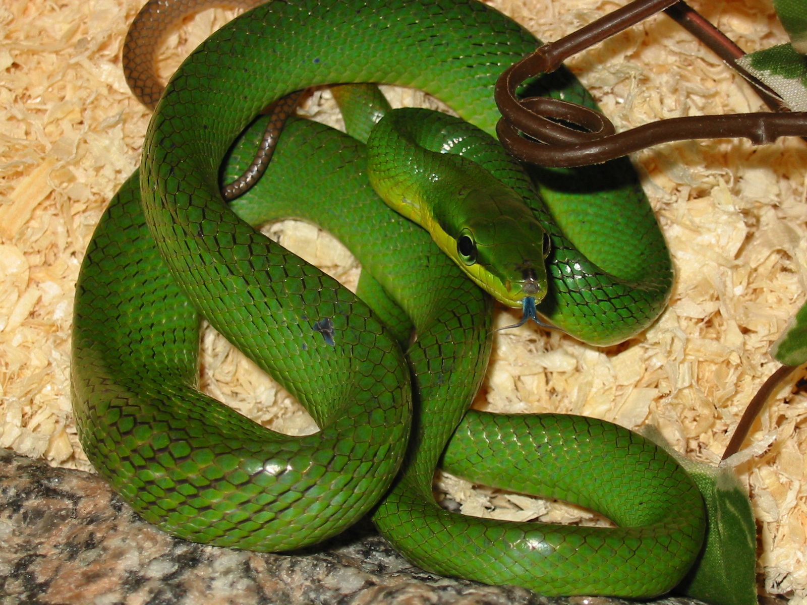 Redtail Green Ratsnake boy