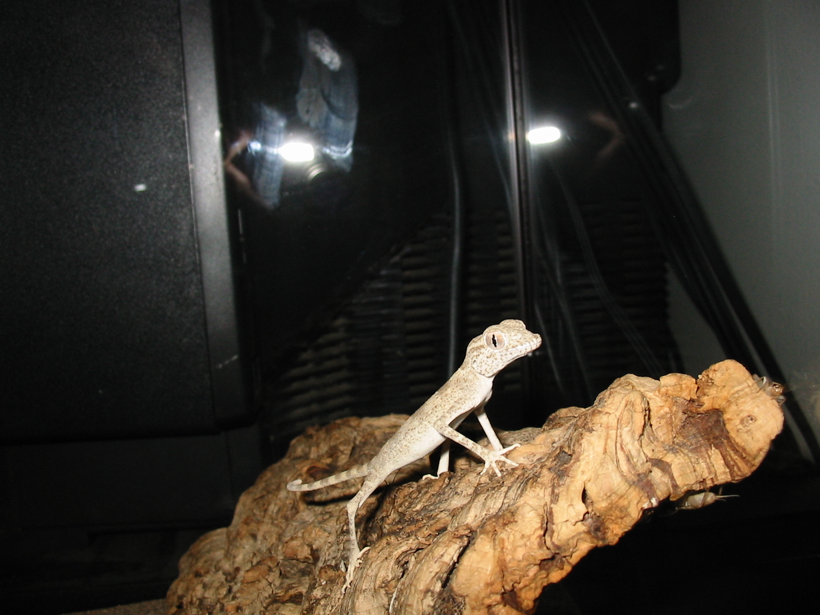 Spider Gecko