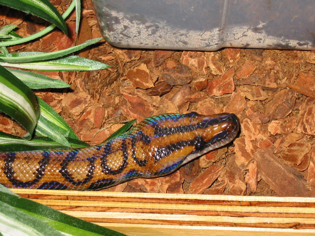 Rainbow Boa Lady