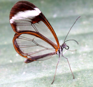 Glasswing