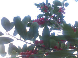 Berries 3