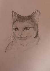 Realistic cat drawing