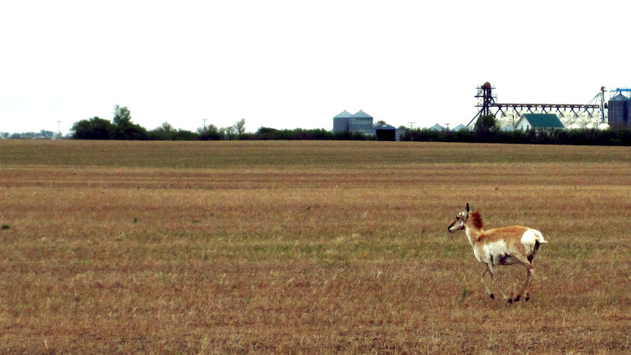 Pronghorn Antelope