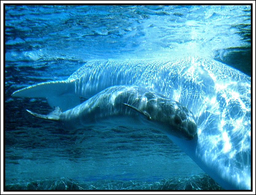 Baby Beluga