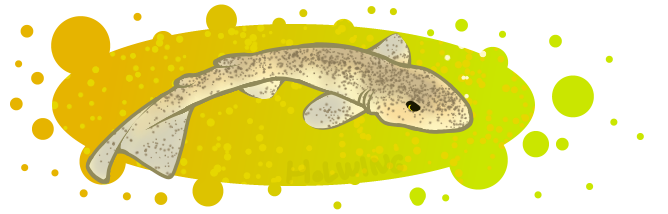 Small-spotted Catshark