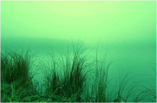 swamp colours ..