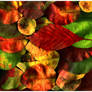 autumn colours . ...