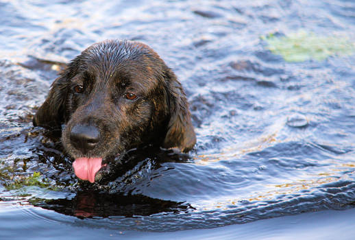 thirst while swimming