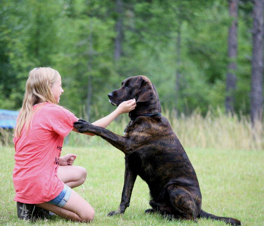 dog training