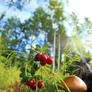 mushroom and lingonberries