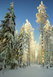 magic winter forest