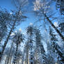 forest in winter