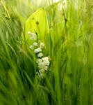 Lily of the Valley by KariLiimatainen