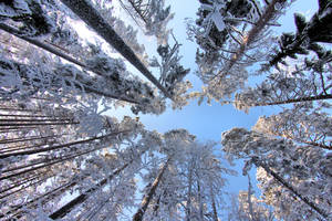 look up trees