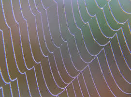 Water droplets on spider web