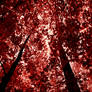 red forest