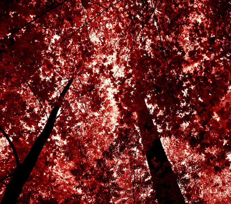 red forest