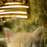 barn kitten