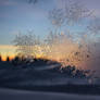 ice flowers