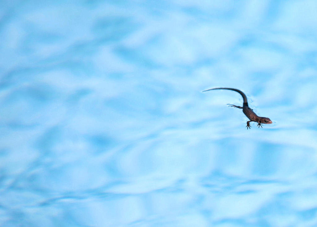 lizard with clouds