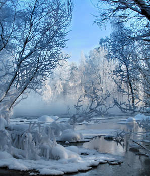 Frosty trees in winter wonderland