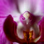 orchid