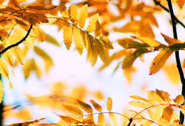 yellow autumn