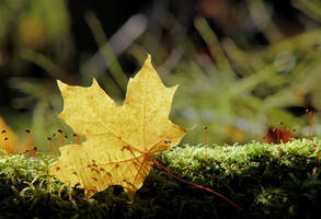 autumn in forest ..