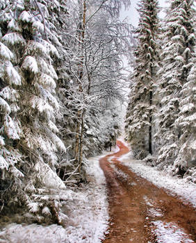 path in forest